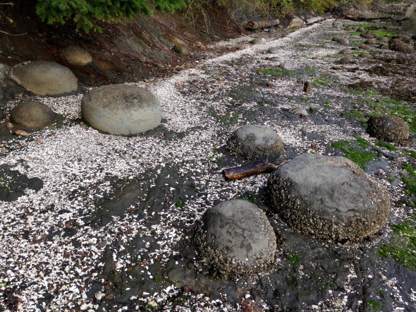 Rounded rocks that tumbled from their former home in the clay banks along the bay shore